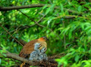 Best of Vietnam Birding and Culture